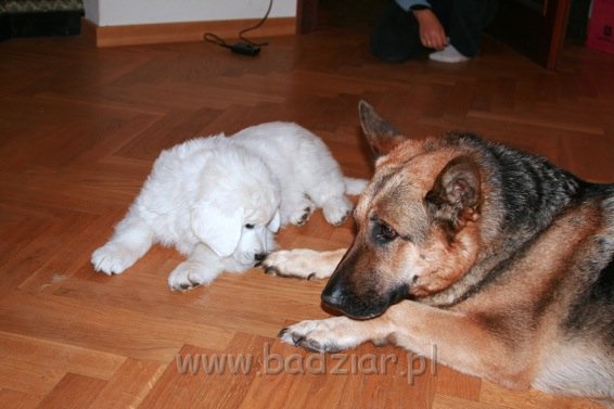 Owczarek Podhalański - KUM KARAVAGIO Badziar.jpg - Owczarek Podhalański - KUM KARAVAGIO Badziar